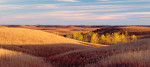 Photograph entitled Autumn cottonwoods, Kansas Flint Hills