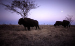 Photograph entitled Bison at dusk
