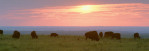 Photo entitled Grazers at sundown, Kansas Flint Hills