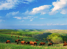 Photograph entitled Bison and spring grasses 