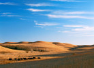 Photograph entitled Bison grazing on the Konza Prairie 
