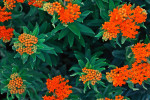 Photograph entitled Buttterfly milkweed, Kansas Flint Hills
