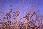 Photograph entitled Curly tallgrass in autumn, Kansas Flint Hills