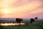 Photograph entitled Evening light on the prairie 