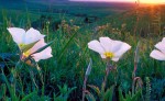 Photograph entitled Evening  primrose, Kansas Flint Hills
