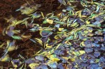 Autumn leaves float in a prairie pot hole.