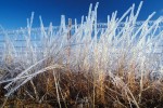 Photograph entitled Ice coated tallgrass, Kansas Flint Hills
