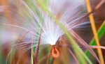 Photograph entitled Milkweed seedling
