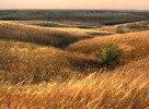 Photograph entitled November in the Kansas Flint Hills