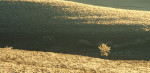 Photograph entitled Prairie ice storm, Kansas Flint Hills 