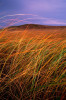 photograph of tallgrass in autumn in the Kansas Flint Hills