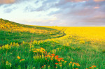 Photo entitled Windy spring evening