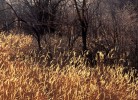Picture of tallgrass in late-day light
